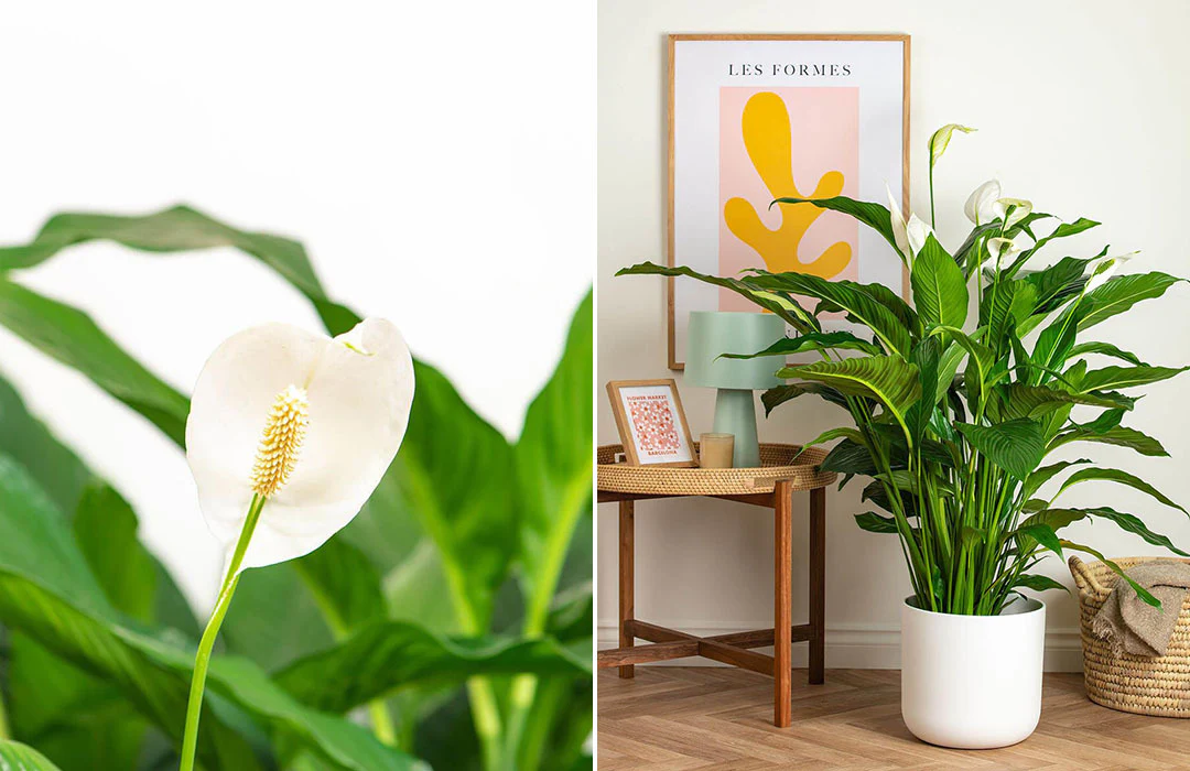 Peace Lily