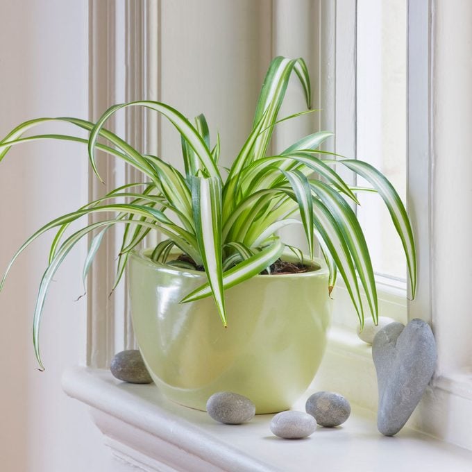 Spider Plant